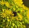 Singular bee thyreus histrionicus on aeonium flowers