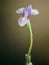 A singular blooming iris flower in a glass vase