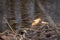 Singular dry leaf floating in still water, atop sunken brown foliage