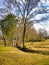 Singular, lonely tree as the focal point in a wide open field in autumn