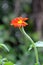 Singular Mexican Sunflower on Long Stem - Tithonia diversifolia