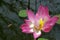 Singular Open Lotus Flower in a pond