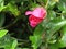 Singular red/pink rose