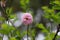 Singular rose-like pink bloom double flowering almond