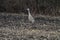 Singular Sandhill Carne in Harvested Farm Field