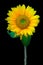 Singular and showy full blown sunflower on dark backdrop