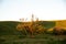 A singular tree standing alone. Sunset sunlight