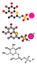 Sinigrin glucosinolate molecule. Present in some cruciferous vegetables (Brussels sprouts, broccoli, black mustard, etc