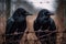 Sinister Black Ravens With Piercing Eyes Perched On Barbed Wire Fence, Halloween. Generative AI