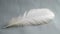 Sinlge hen feather on grey back ground