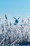 Sinninger windmill in winter, Saerbeck Germany