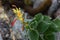 Sinningia bulbosa succulent plant blooming