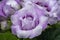 Sinningia, Gloxinia speciosa, Canterbury Bells, tuberous herbaceous perennials, an herb with large nodding, purple, mint-scented