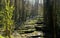 Sinnterterrassen - water terraces in the Franconian forest.