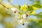 Sinojackia Xylocarpa or Jacktree blossom in Zurich in Switzerland