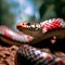 The Sinoloan Milk Snake\'s bold red, black, and white bands create a captivating contrast