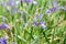 Sintenisa Iris sintenisii some purple-blue flowers in a meadow