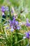 Sintenisa Iris sintenisii, violet-blue flowers in a meadow