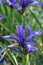 Sintenisa Iris sintenisii white-veined violet-blue flower