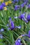 Sintenisa Iris sintenisii white-veined violet-blue flowers