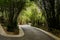 Sinuous asphalt road in shady bamboo on sunny spring day