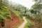 Sinuous countryside footpath in pear blossom on sunny spring