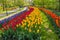 Sinuous lines of tulips and hyacinths in the Keukenhof Gardens in the Netherlands