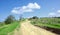 Sinuous Path In Nebrodi Park, Sicily