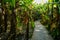 Sinuous planked footpath in Chinese banana trees of sunny summer