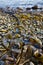 Sinuous shape of bull kelp on rocky beach leads the eye into the sea