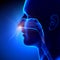 Sinuses - Breathing / Human Anatomy
