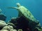 Sipadan green turtle coral reef borneo