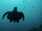 Sipadan sea turtle swimming underwater borneo