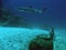 Sipadan white tip reef shark underwater