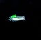 Siphonophore with green protein at night.