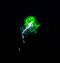 Siphonophore with green protein at night.