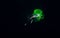 Siphonophore with green protein at night.