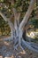 Siracusa â€“ Ficus Magnolioide nel Parco Archeologico della Neapolis