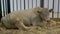 The  Sire,  breeds Charolais, chews  posing and meditating, closeup