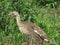 siriema cariama animal in forest landscape