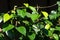 Sirih Hijau or Green Betel leaves with dark background