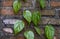 Sirih Merah Piper ornatum, a species of plant in the family Piperaceae, on brick wall