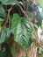 Sirih or  piper betle linn leaf and tree