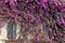 Sirmione, italian house with bougainvillea