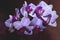 Siroenaya mini phalaenopsis with flowers and buds on a dark background. Beautiful orchid close-up