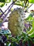 Sirsak. Soursop fruit. Annona muricata