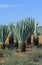 SISAL agave sisalana