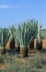 Sisal Plant, agave sisalana, Plantation in Madagascar near Fort Dauphin