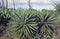 Sisal Plant, agave sisalana, Plantation near Fort Dauphin in Madagascar