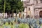 Sisal plants, Agave sisalana growing in the field next to Mexico City Metropolitan Cathedral, and  main square in Mexico City, La